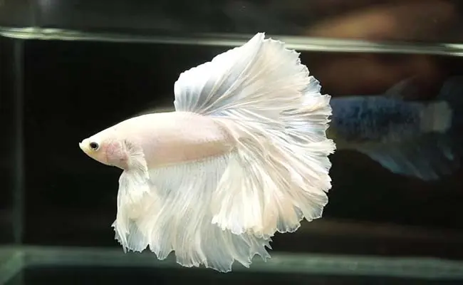 Platinum Betta