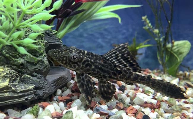 Pleco Catfish