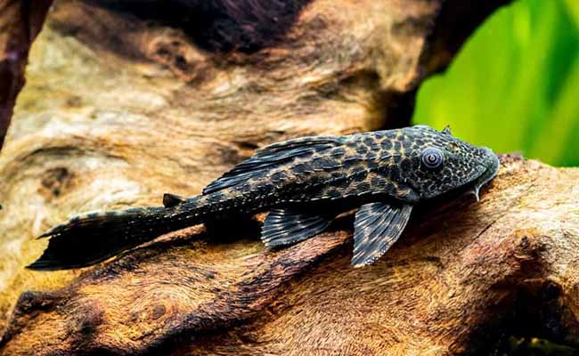 Plecostomus (Suckermouth)