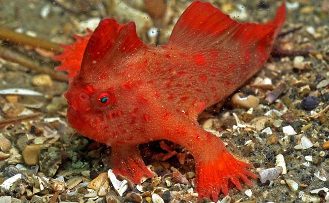 Red Handfish