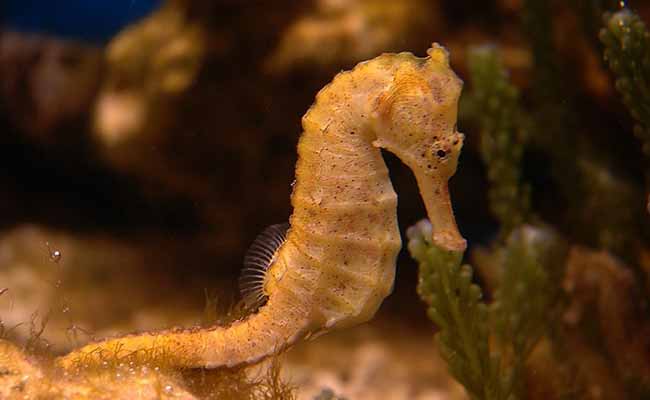 Red Sea Seahorse (Hippocampus kuda Regina)