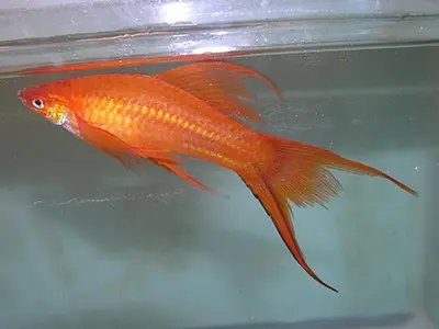 Red Wag Lyretail