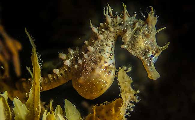 Short-snouted Seahorse (Hippocampus breviceps)