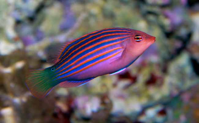 Six Line Wrasse