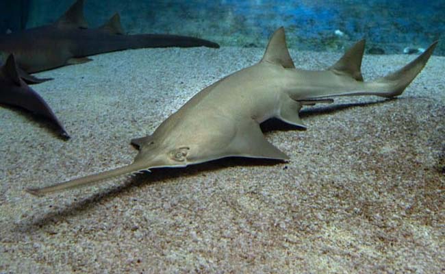 Smalltooth Sawfish