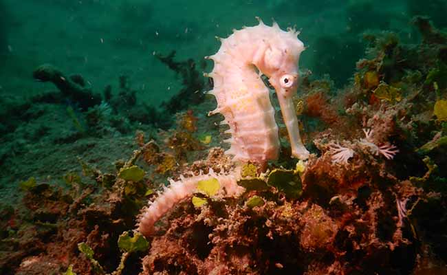 Spiny Seahorse (Hippocampus histrix)