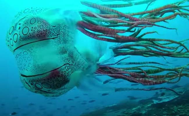 Spotted Box Jellyfish