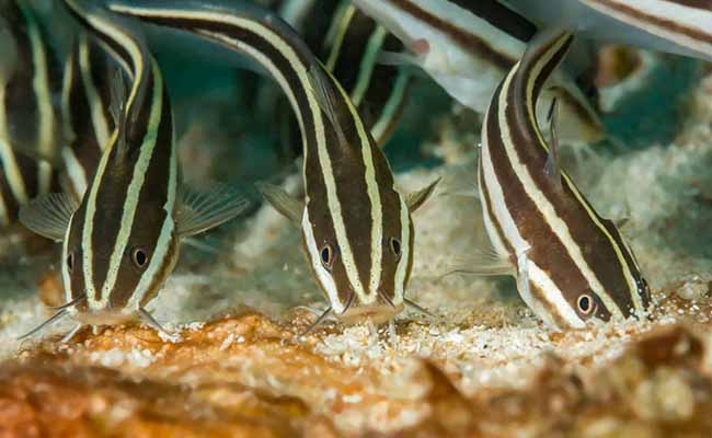 Striped Raphael Catfish