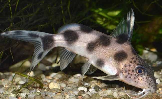 Synodontis Catfish