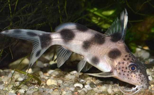 Synodontis Catfish