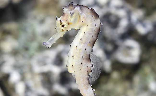 Tiger Seahorse (Hippocampus comes)