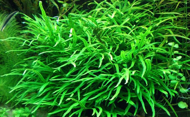 Trident Java Fern (Microsorum pteropus 'Trident')