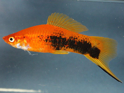 Tuxedo Swordtail