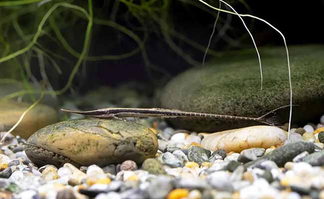 Twig Catfish