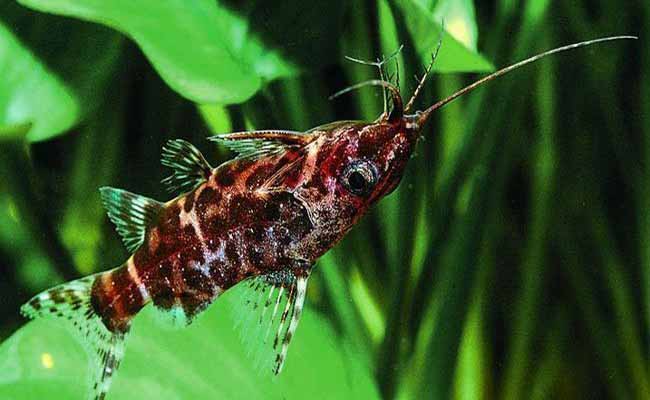 Upside-Down Catfish