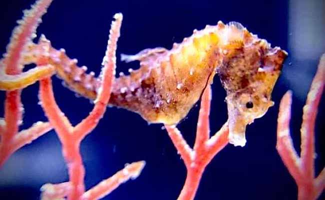Weedy Seahorse (Hippocampus zosterae)