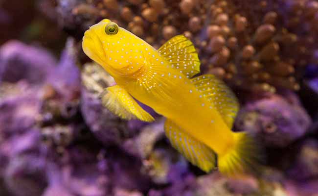 Yellow Watchman Goby