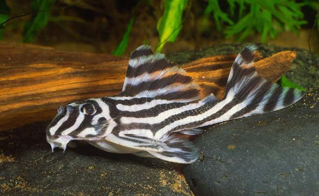 Zebra pleco