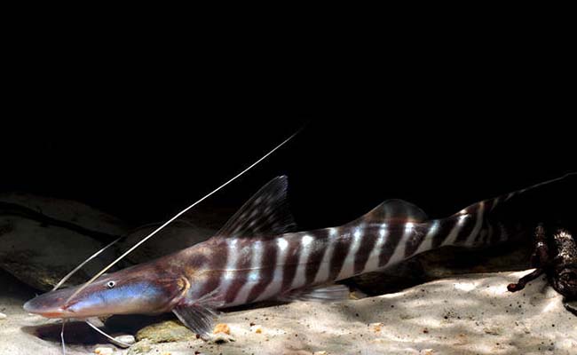 Zebra shovelnose catfish