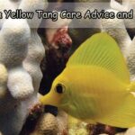 Biota Yellow Tang Care Advice and Info