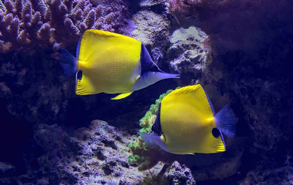 yellow tang care