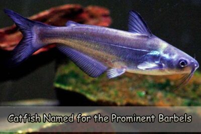 Catfish Named for the Prominent Barbels