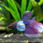 Comprehensive Care Guide for Rare Betta Fish