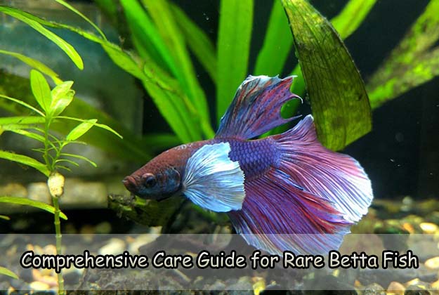 Comprehensive Care Guide for Rare Betta Fish