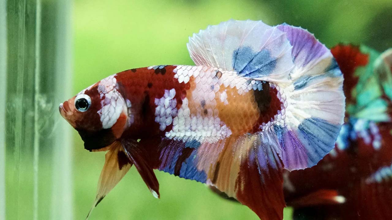 rarest betta fish type