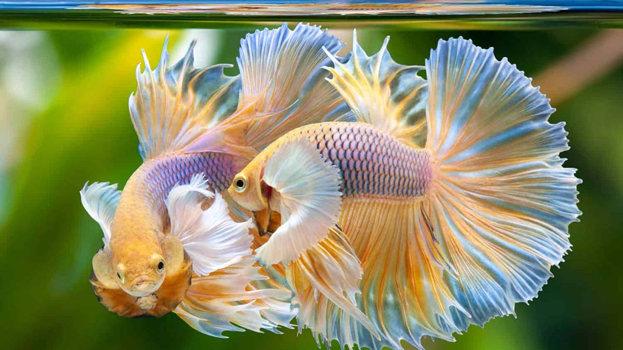 rarest betta fish type