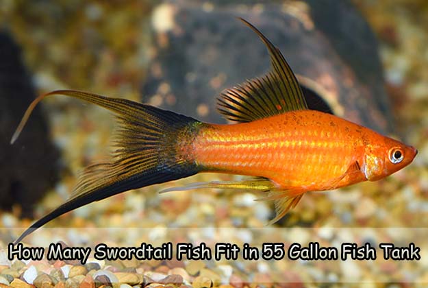How Many Swordtail Fish Fit in 55 Gallon Fish Tank