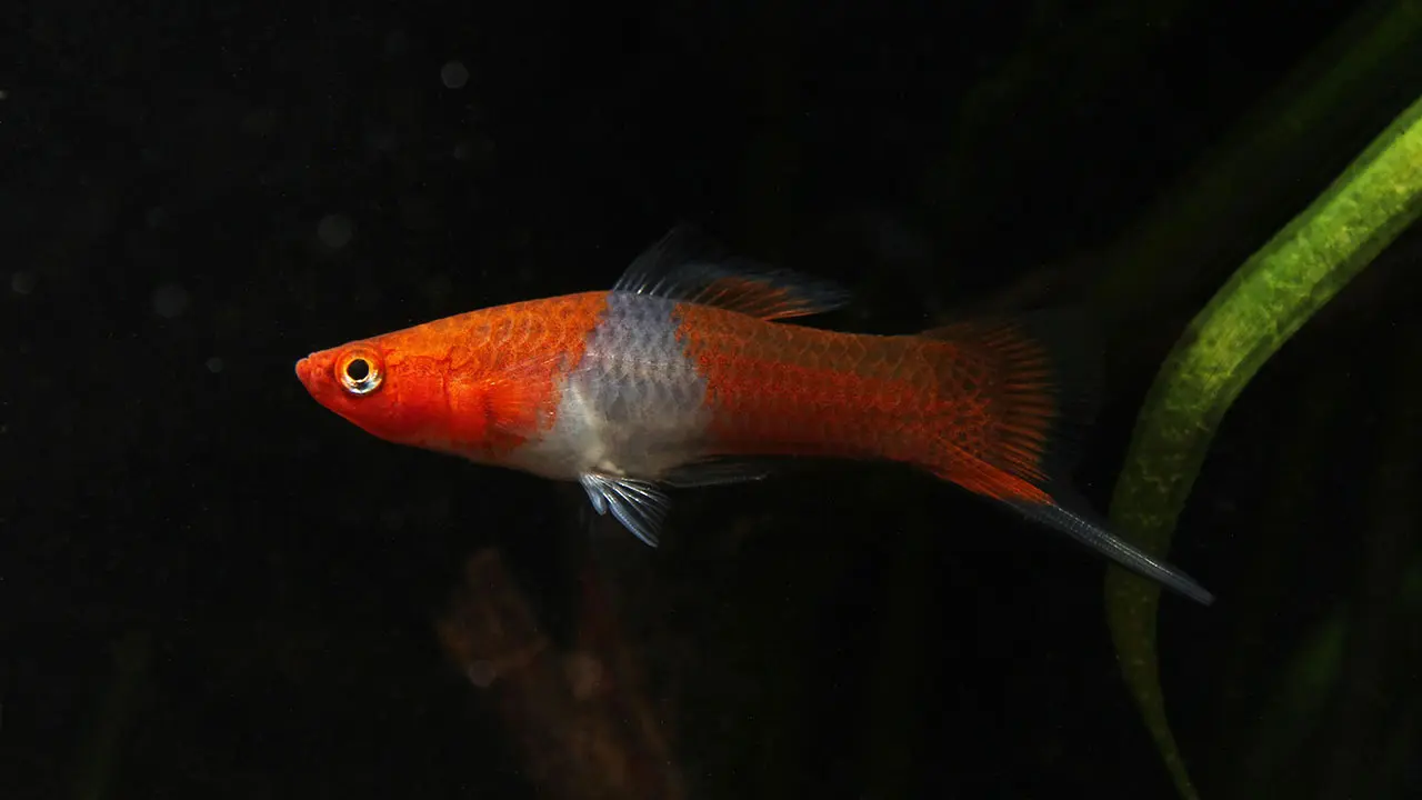 swordtail fish