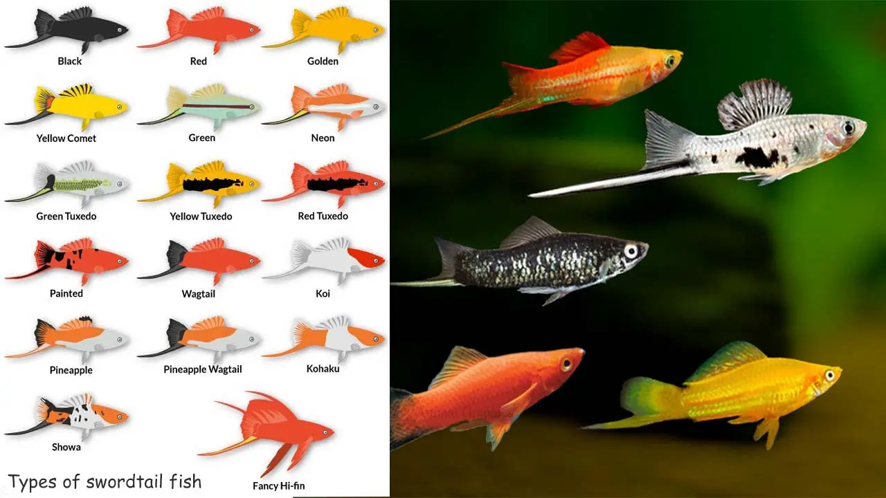 how many swordtail fish