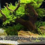How to Clean Driftwood for Aquarium
