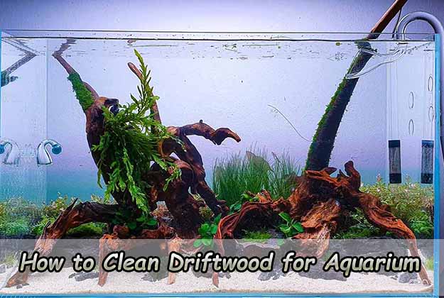 How to Clean Driftwood for Aquarium