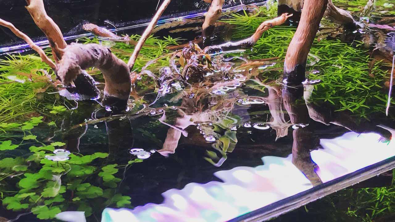 clean driftwood in aquariums