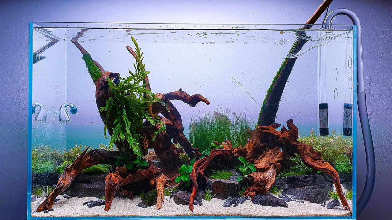 how to clean driftwood