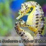 Is a Seahorse a Fish or a Mammal