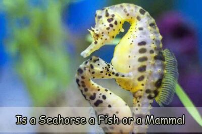 Is a Seahorse a Fish or a Mammal