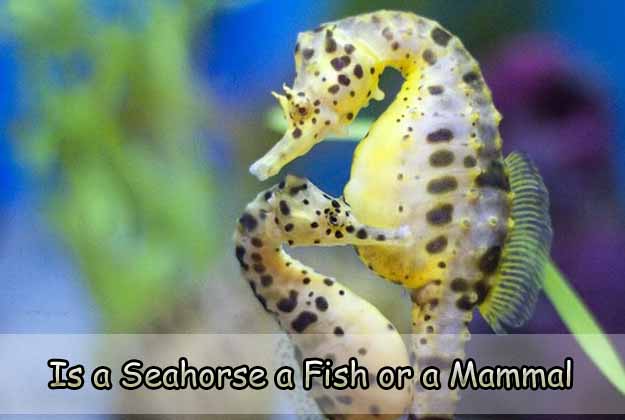 Is a Seahorse a Fish or a Mammal