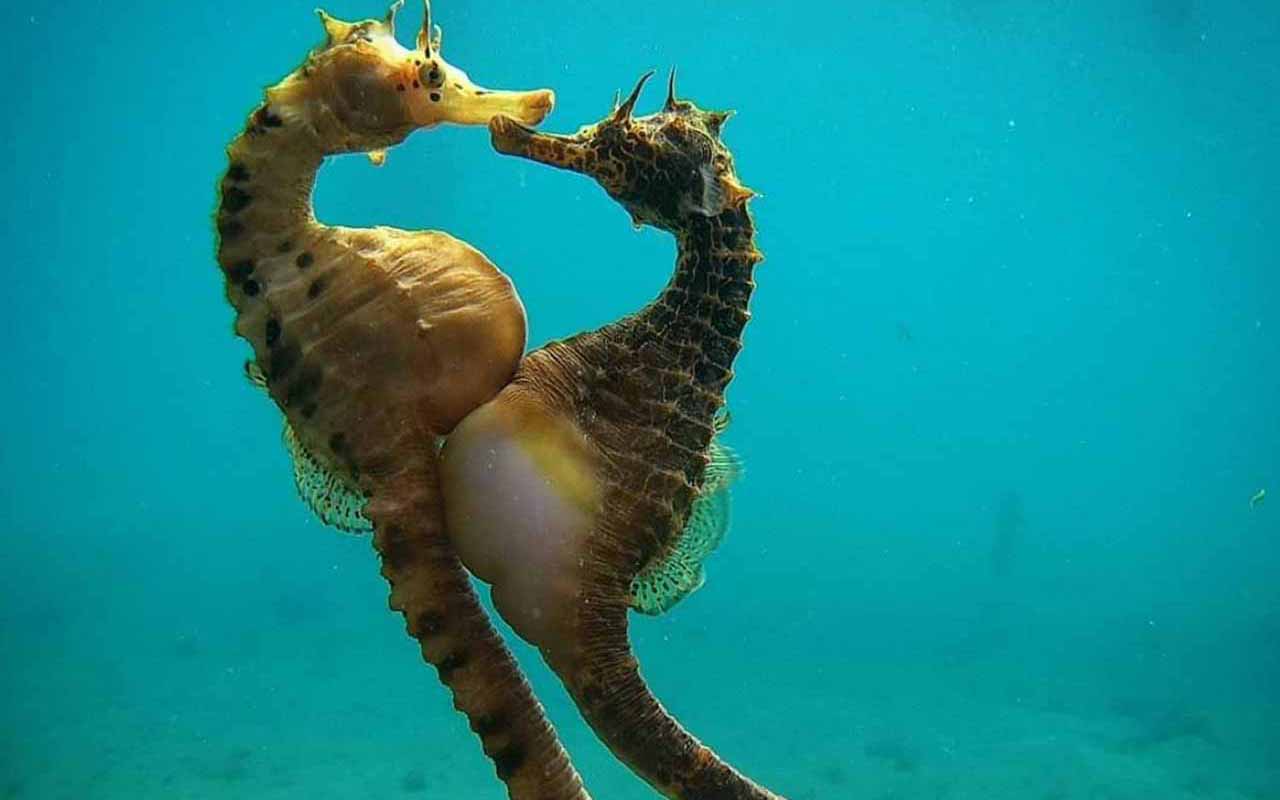 Seahorse