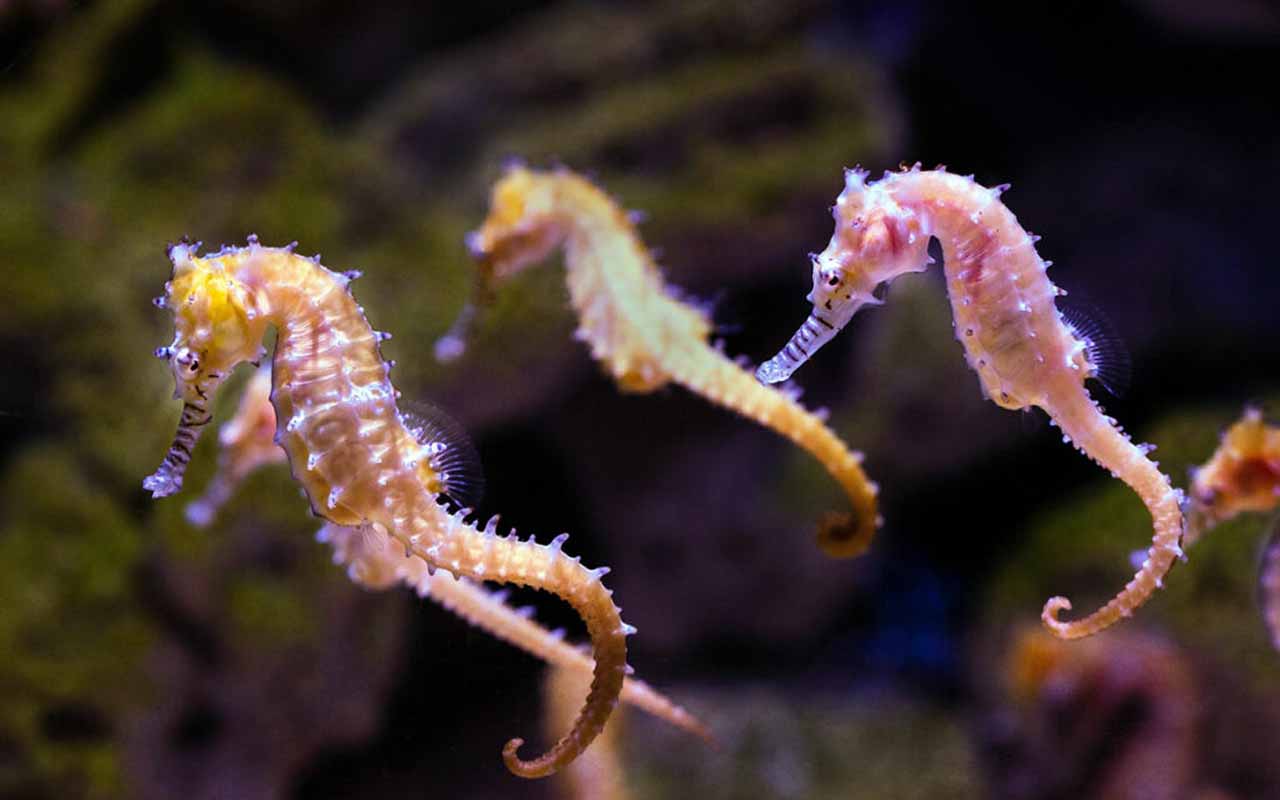 what do seahorses eat