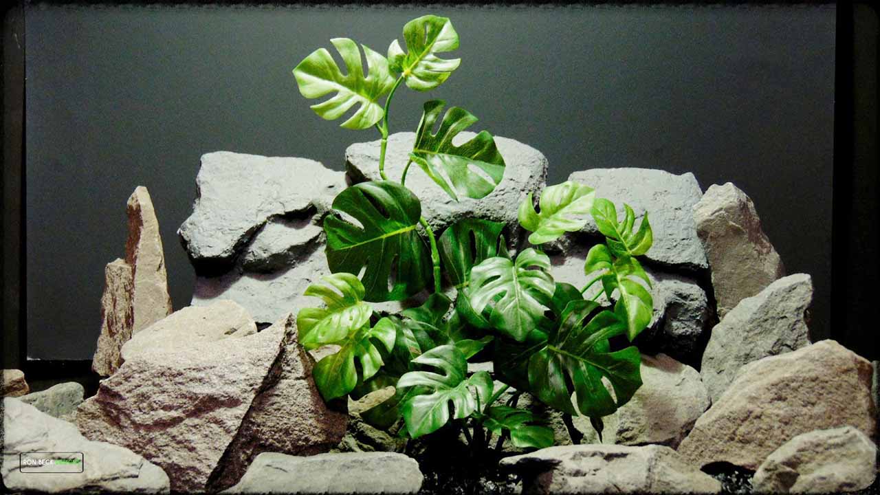 monstera deliciosa