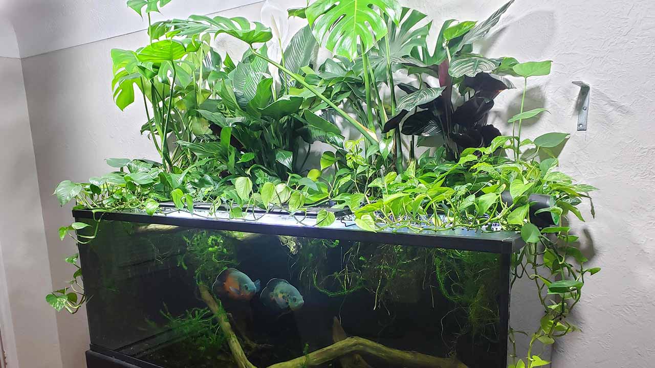monstera deliciosa aquarium