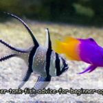 Saltwater Tank Fish Advice For Beginner Aquarists