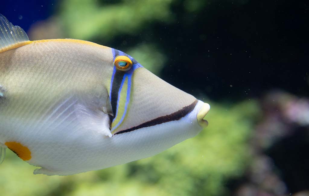 saltwater tank fish
