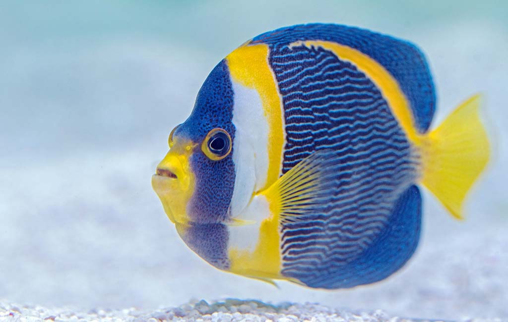 saltwater fish aquarium