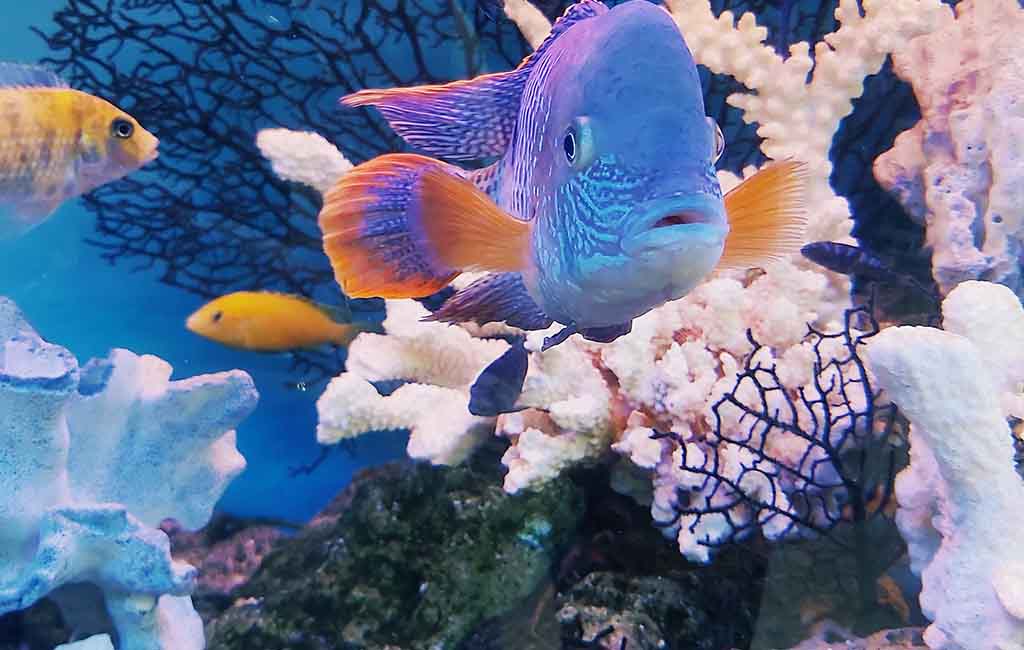 saltwater aquarium fish for beginners