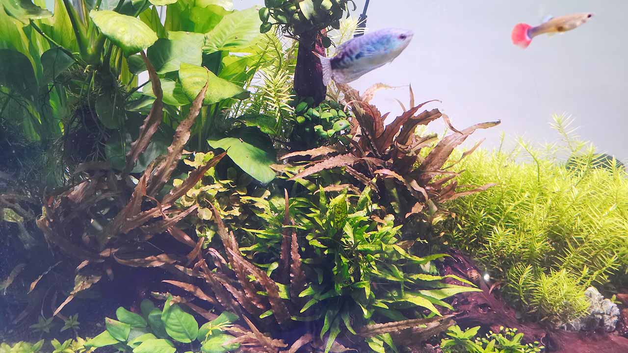 aquascape aquarium equipment
