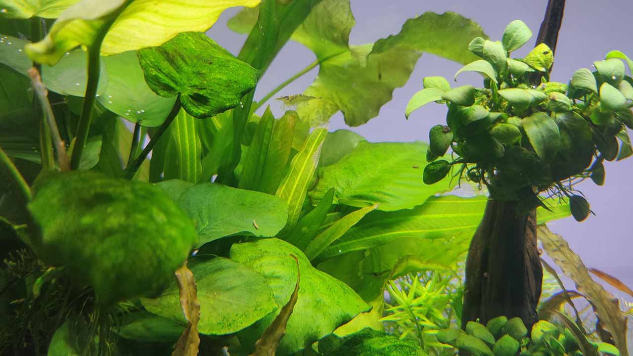 Equipment for Aquascape